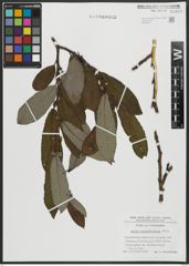 Foto von Salix appendiculata Vill.